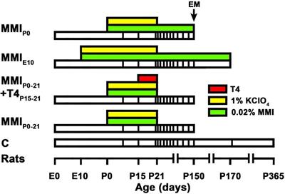 Transient Hypothyroidism During Lactation Arrests Myelination in the Anterior Commissure of Rats. A Magnetic Resonance Image and Electron Microscope Study